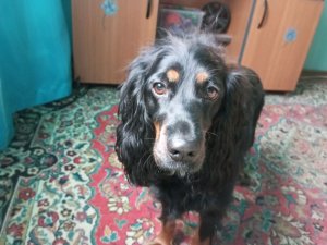 Прожорливое брюшко 😉