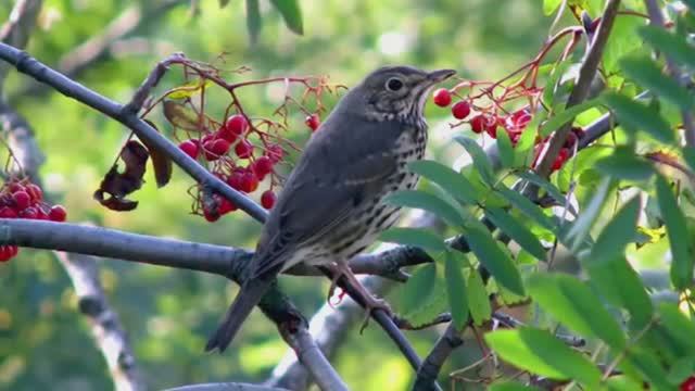 Звук природы: пленительное пение Певчего дрозда в хвойном лесу у ручья смотреть онлайн