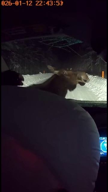 Авария: Лось врезался в машину, полнейшее  ужас. смотреть онлайн