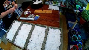 Январская посадка лобелии на снег