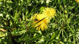 Одуванчики на поле