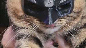 Модный приговор для Барсика!