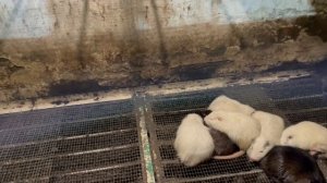 СОВЕТ НАЧИНАЮЩЕМУ НУТРИЕВОДУ