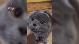 Madonna - Frozen (Animal Cover) [4K]