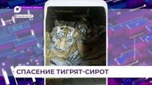 В Приморье спасают двухмесячных тигрят-сирот