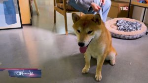 В московских музеях стали появляться зоны для домашних питомцев