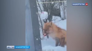 В Уфимском районе Башкирии лиса нападает на домашних собак