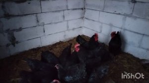 Полезный завтрак.  О курах Джерсийский гигант. Снова снег. Кто утром даёт яйцо?