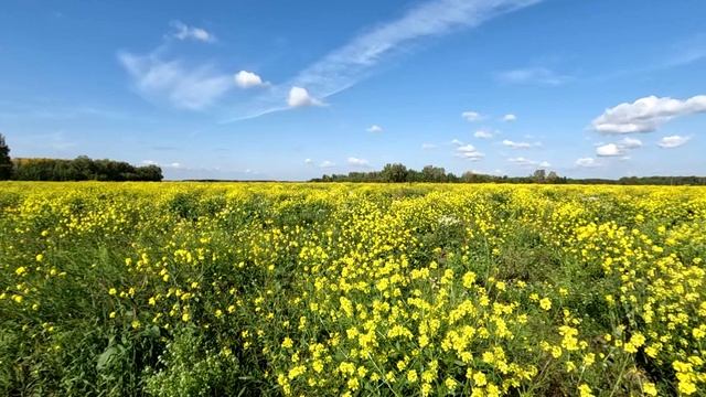 Лето, небо, цветы смотреть онлайн