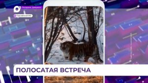 Жительница Приморья встретилась лицом к лицу с амурским тигром