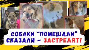 Дежурили ночью у собак, чтоб не расстреляли