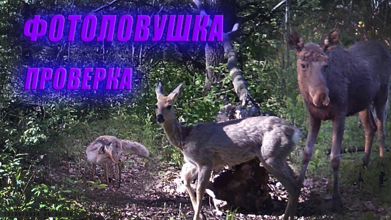 Проверка фотоловушек, ЛОСИ ХУЛИГАНЫ, СТРАННАЯ ЛИСА, у БОБРОВ и БАРСУКОВ СГОВОР против меня? смотреть онлайн