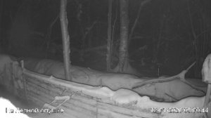 LIVE: На лесной опушке. Природа онлайн