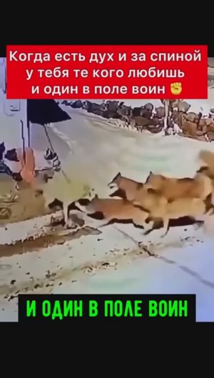 И один в поле воин