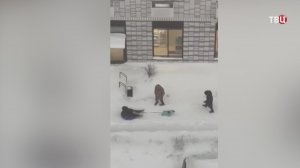 В Воронеже водители пересели на собачьи упряжки из-за снегопада