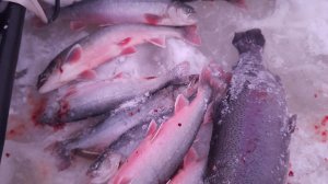 Голец на мотыля