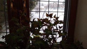 весело за окном