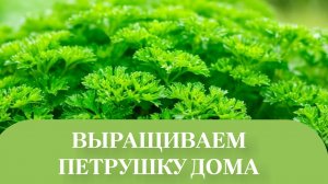 ВСЕ РОСТЕТ.ПЕТРУШКА.