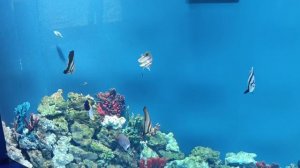 музей мирового океана обитатели моря