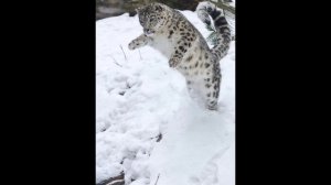 Снежный барс.