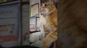 играем с котом добываем 20 подписчиков