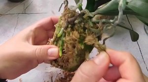 #155 ОрхоVLOG цветоносы пошли, корни🤤. Посмотрим чьë цветение мне ждать (1)