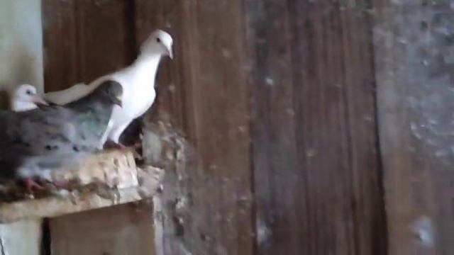 11.01.2026г В Гостях у Камо Варданян и Его Семьи!!! смотреть онлайн