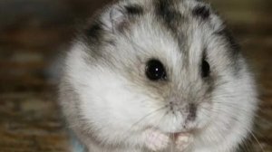 Обжираловка у хомика