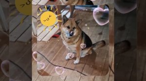 1000045720.mp4 (Собака наблюдает за устройством лестницы на 2 этаж в доме А-фрейм)