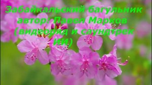Забайкальский багульник автор: Павел Марков  (видеоряд и саундтрек ИИ)