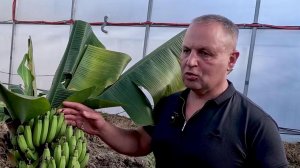 Сочи ждет первый большой урожай бананов.