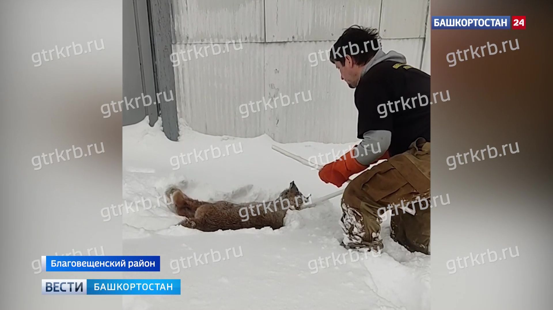 Бешеная рысь напала на ребенка в лагере под Уфой смотреть онлайн