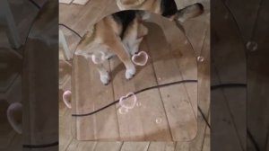 1000045715.mp4 (Собака наблюдает за устройством лестницы на 2 этаж в доме А-фрейм)