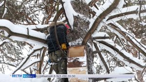 Новые домики для сов появились в бору Рудничного района в Кемерове