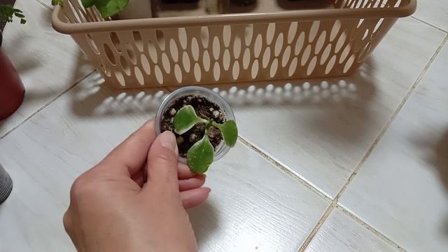 Комнатные цветы/растения. Какие буду пересаживать. смотреть онлайн