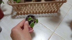 Комнатные цветы/растения. Какие буду пересаживать.