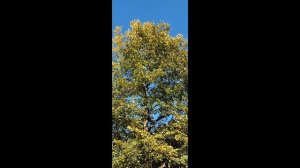 краски осени 2025