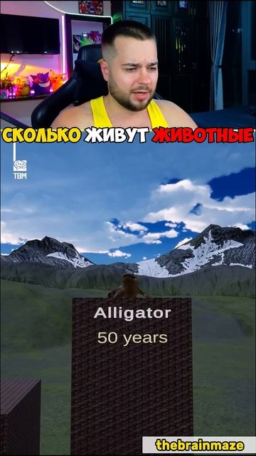 Сколько Лет Живёт Каждое Животное? Сравним #shorts #шортс #марти смотреть онлайн