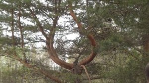 ОСТРОВ / Зосимовская Ворбозомская Благовещенская пустынь