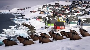 МОРЖИ ГРЕНЛАНДИИ