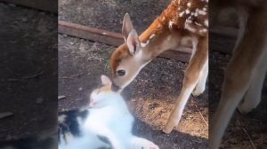 Зализан, но не сломлен