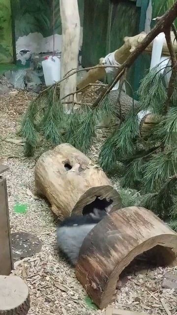 Медоеды играют 12.01.2026 смотреть онлайн