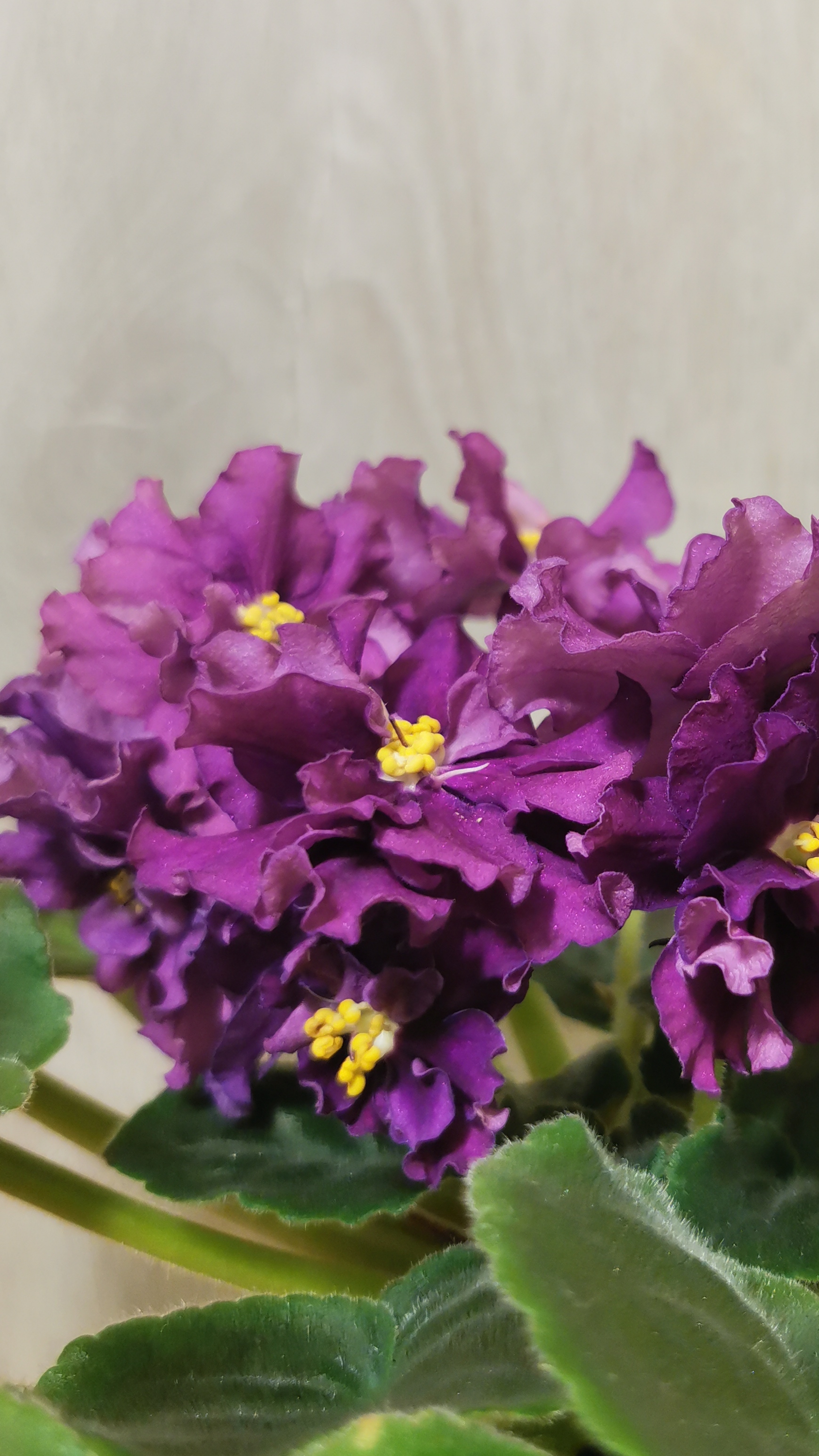 Фиалки (сенполии). Сорт и "спорт" у фиалок. #фиалка #цветывдоме #фиалкисортовые #фиалкиспорты смотреть онлайн