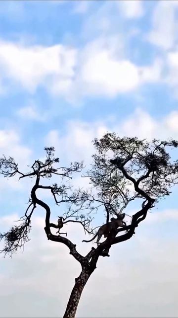 ну что не догнал #топ #юмор #прикол #догонялки смотреть онлайн