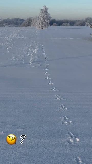 Чей сбежал ? 🤣 смотреть онлайн