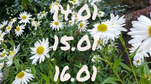 Лунный каоендарь для цветоводов с12.01-18.01.26г.