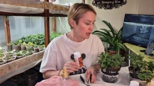 ТАК ВЫ УКОРЕНИТЕ ЛЮБОЕ РАСТЕНИЕ.