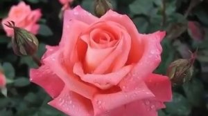 video_11702641956210.mp4