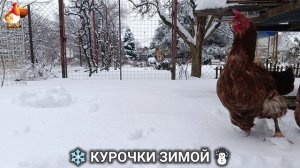 Куры зимой очень счастливы 🤗❄️⛄ (11)