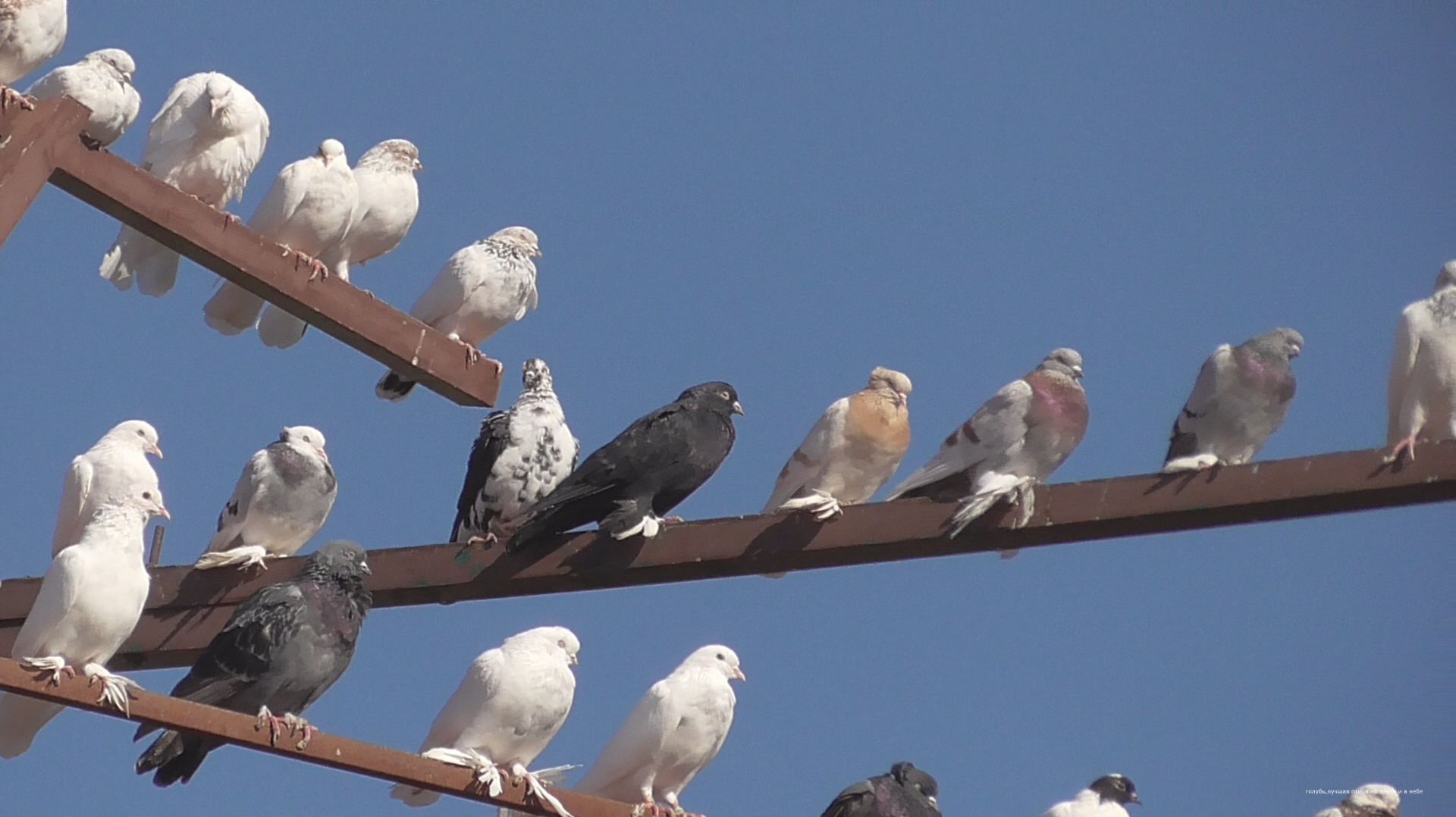История в один день ГОЛУБИ И ХИЩНИКИ смотреть онлайн